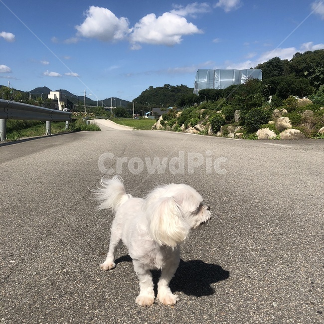 dog side view,canine,asphalt,maltese,Pets,tarmac,puppy,mammal,road,road name,animal,puppy smile,mammalia,dog,pet
