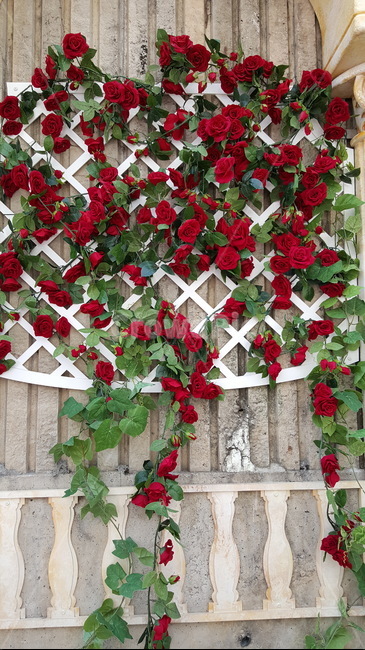 꽃,꽃축제,장미,자연,장미꽃,꽃담,담벼락,식물,식물,자연,plants,nature,꽃,flower