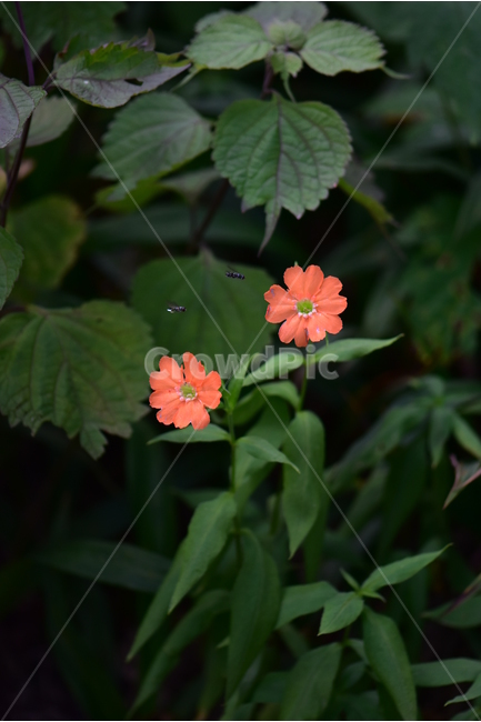 동자꽃,야생화,식물,자연,꽃,생태,힐링,플라워,wildflower,flower,plants,nature,season,감성,느낌,emotion,feeling,여름,오렌지색,여러해살이풀,석죽과,동자꽃속,식물,자연,plants,nature,꽃,flower