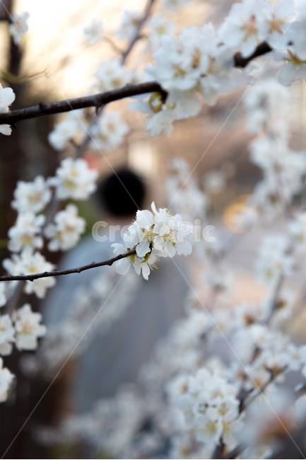 벚꽃,식물,꽃,봄꽃,봄,봄,계절,spring,season,식물,자연,plants,nature,꽃,flower
