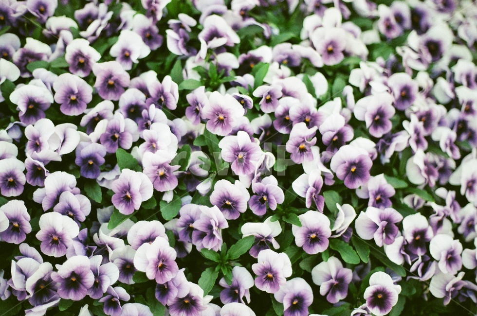비올라,꽃,제비꽃,필카,패턴,봄꽃,viola,배경화면,보라색,정원,가든