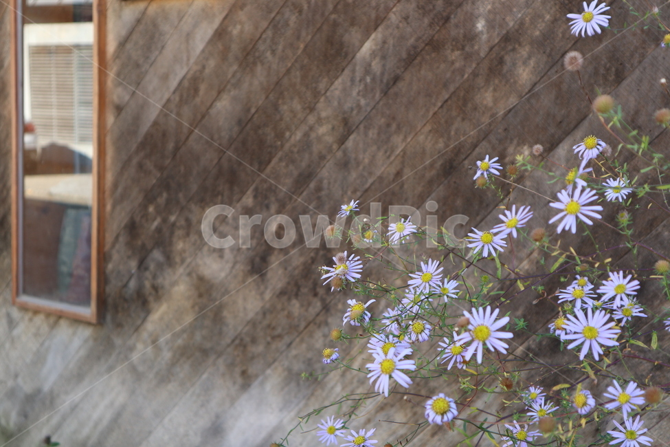 쑥부쟁이,가을,국화,꽃,식물,식물,자연,plants,nature,꽃,flower