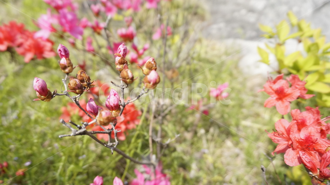 자연,꽃,봄,정원,식물,flower,blossom,plant,식물,자연,plants,nature,꽃,flower