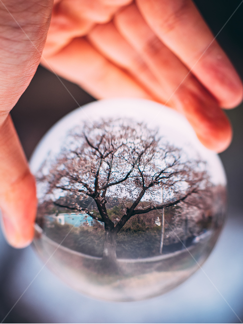 벚꽃,봄,렌즈볼,꽃나무,계절,lensball,cherryblossom,flower,봄,계절,spring,season,사물,물건,오브젝트,thing,object,matter,sphere,구체