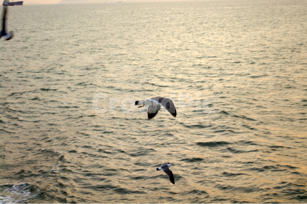 노을,석양,바다,서해,풍경,자연,nature,landscape,갈매기,새,동물,animal,조류,새,birds