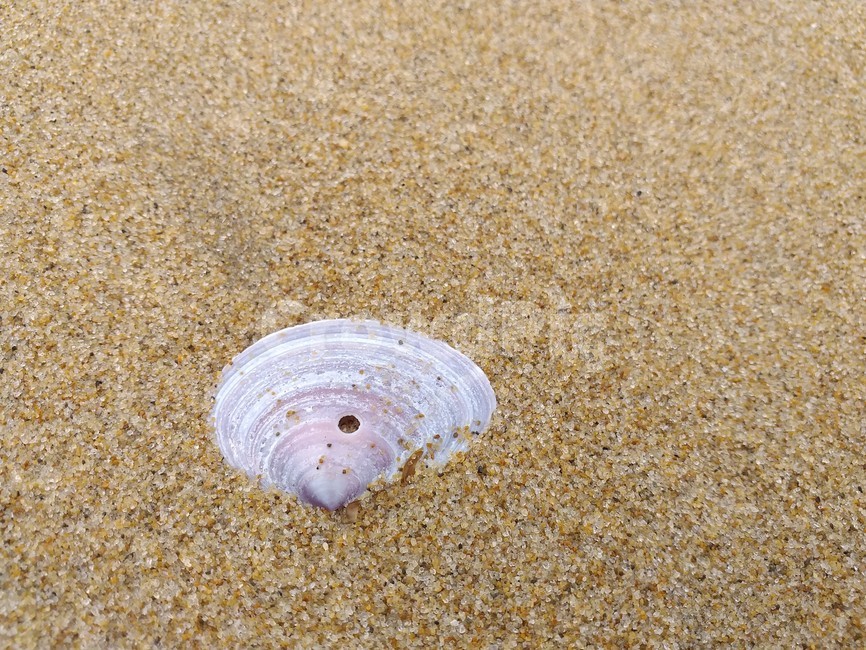 바닷가,모래,조개,모래사장,sealife,seashell,clam