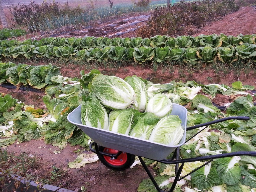 식물,배추,김장,월동준비,김장김치,농촌,배추밭,채소,야채,vegetables,산업,industry,industrial,농업,농사,agriculture,farming,farming industry