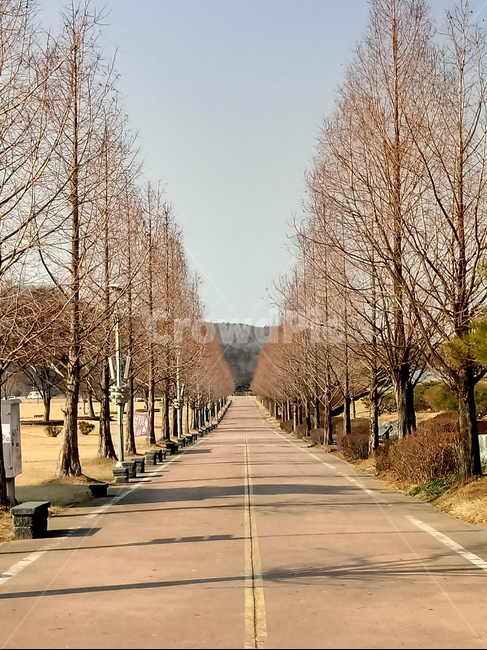 나무,자연,plant,tree,나무줄기,식물,treetrunk,도로,길,아스팔트,차도,road,메타세쿼이아,식물,자연,plants,nature,나무,trees,wood