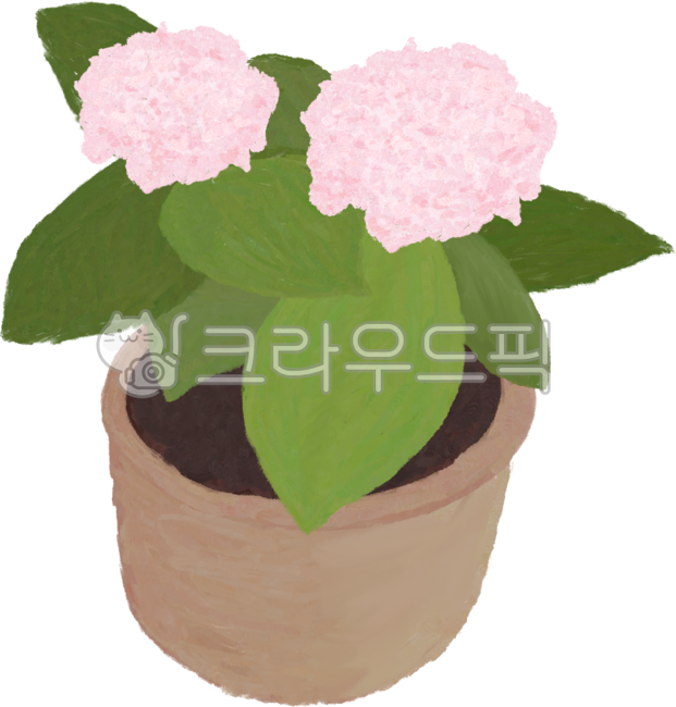 Illustration,hand-drawn,drawing,hydrangea,pink,pink,flower,flowerpot,green,leaf,plant