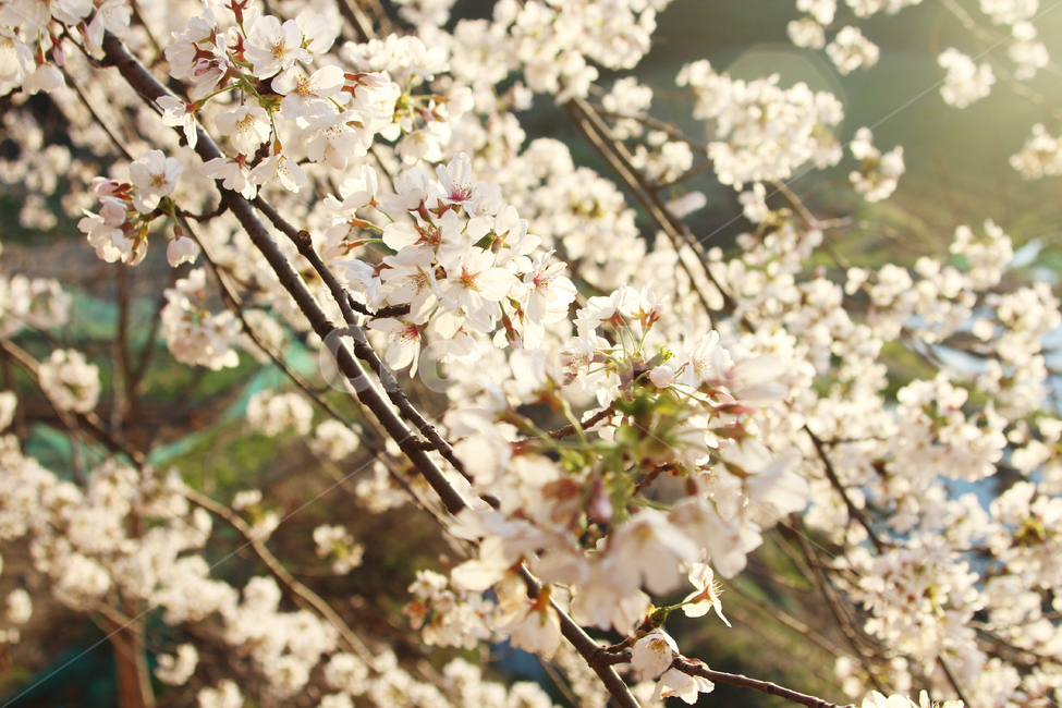 자연,봄,꽃,벚꽃,야외,봄,계절,spring,season,plant,식물,flower,blossom