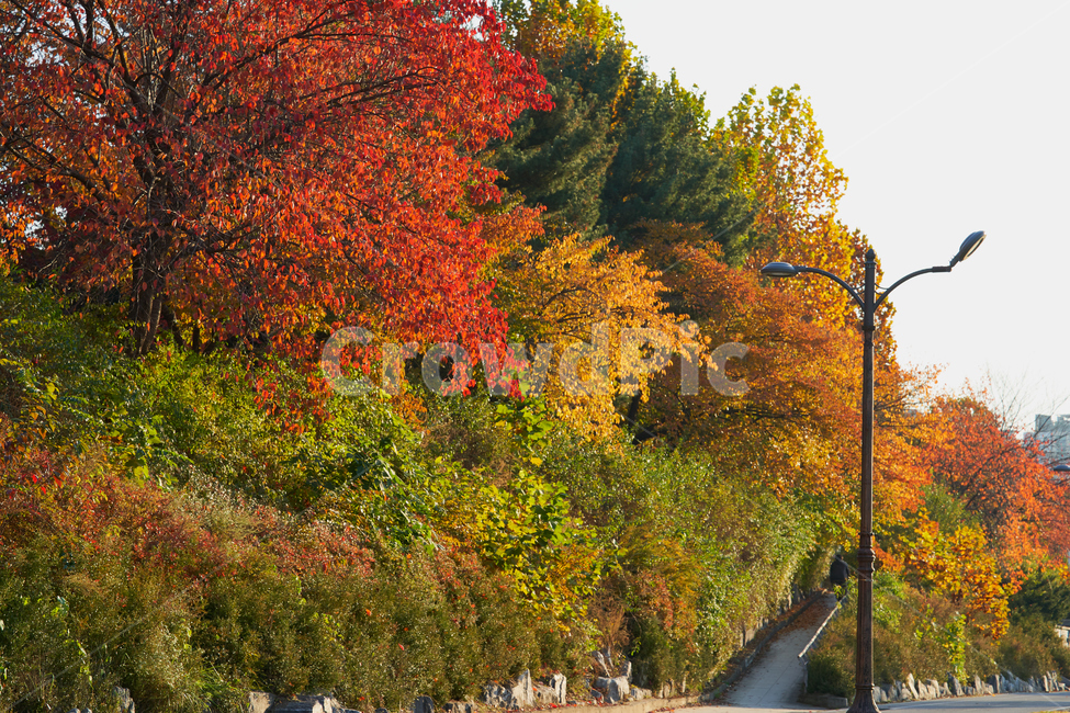 나무,가을,식물,tree,plant,단풍,가을,계절,fall,autumn,season