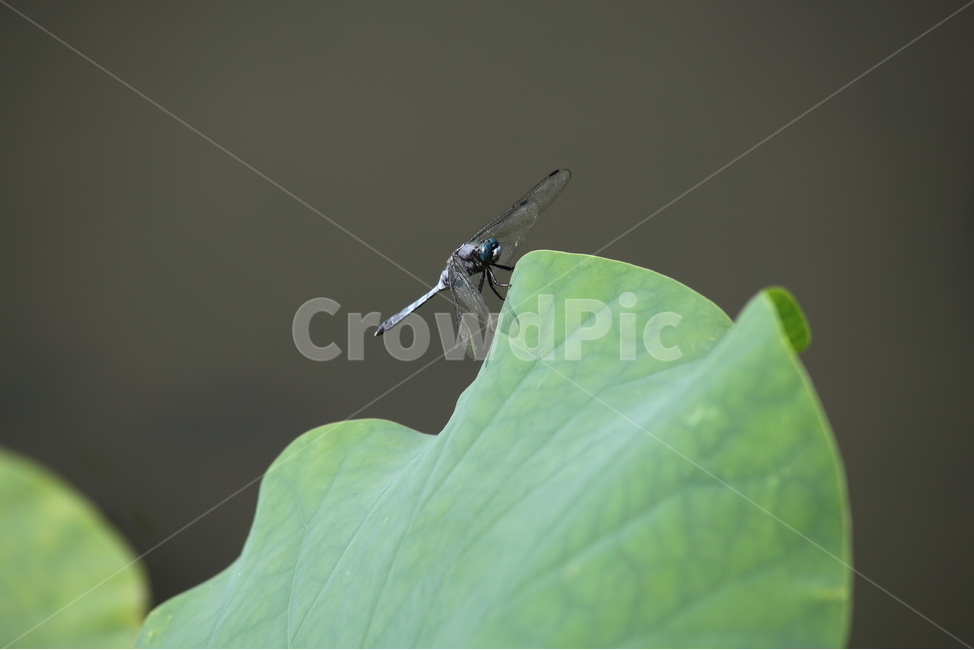 잠자리,밀잠자리,곤충,동물,dragonfly