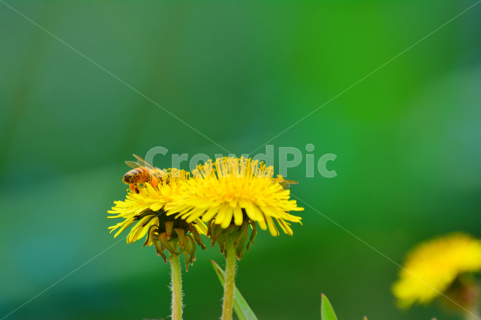꿀벌,민들레꽃,봄꽃,곤충,동물,노랑꽃,honeybee,plant,식물,야생화,옐로우,벌,국화과,꽃차,약용식물,봄나물,건강식품,열중,양지,생명,화사한,봄날,yellow,flowers,spring,봄이미지,beautiful,예쁜,봄,계절,spring,season,식물,자연,plants,nature,꽃,flower,동물,animal,곤충,벌레,insect,bug
