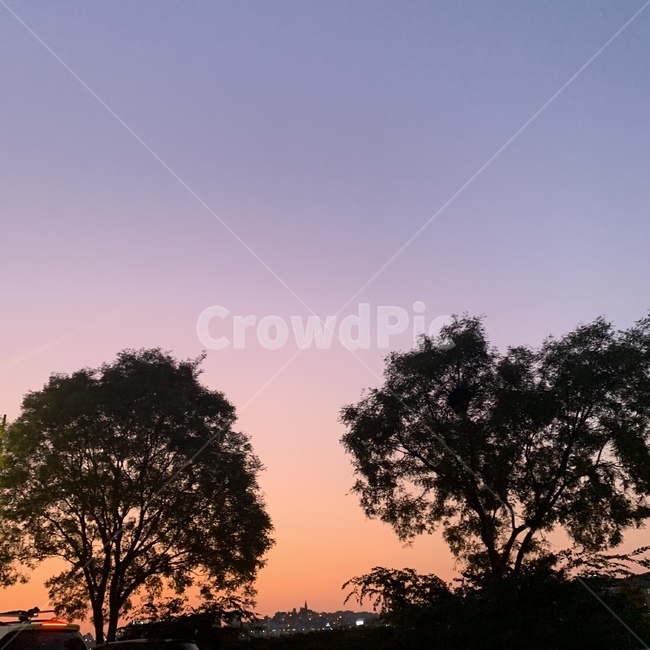 자연,옥외,outdoors,노을,가로수,나무,자연,풍경,nature,landscape