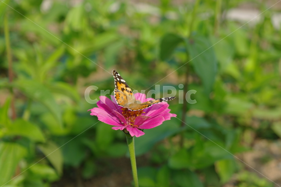봄,꽃,자연,나비,들꽃,식물,자연,plants,nature,꽃,flower