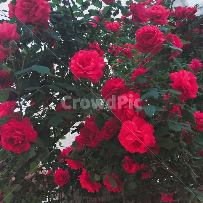 장미,꽃,분위기,rose,flower,어두운,몽환