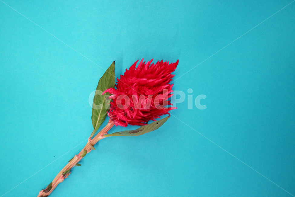 맨드라미,꽃,꽃다발,빨간꽃,빨강,배경,백그라운드,배경이미지,컬러,꽃,flower