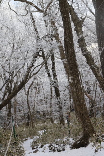한라산,눈,눈꽃,나무,풍경,snow,tree,겨울,계절,winter,season,자연,풍경,nature,landscape,outdoors,옥외