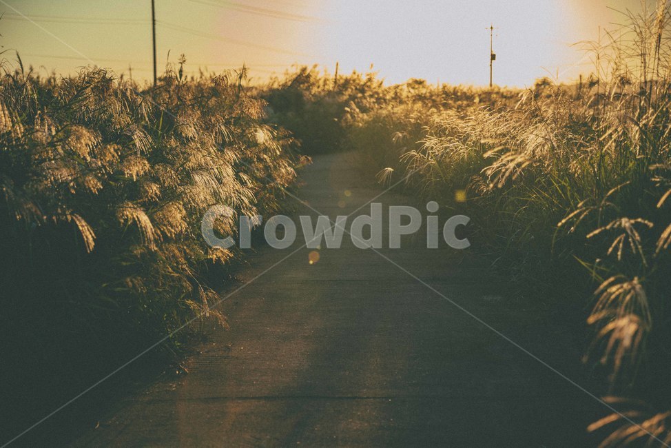 가을,노을,해질녘,자연,감성,sunset,가을,계절,fall,autumn,season,grass,잔디,plant,식물