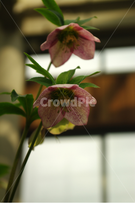 꽃,flower,식물,color,화원,식물,자연,plants,nature,꽃,flower