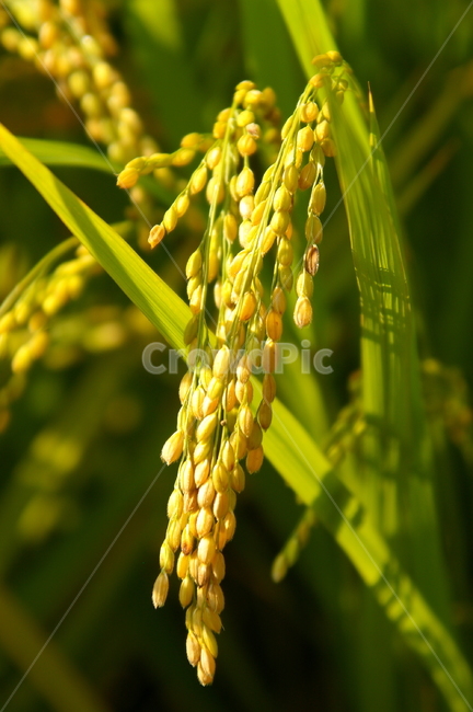 식물,열매,가을,야외,옥외,벼,쌀,산업,industry,industrial,농업,농사,agriculture,farming,farming industry