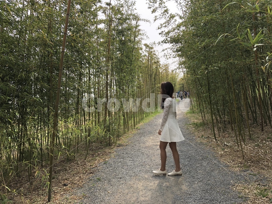 gravel,자갈,dirtroad,흙길,road,도로,human,인간,person,사람,대나무,대나무숲,숲,숲길,나뭇잎,계절,날씨,여성,가을,여자
