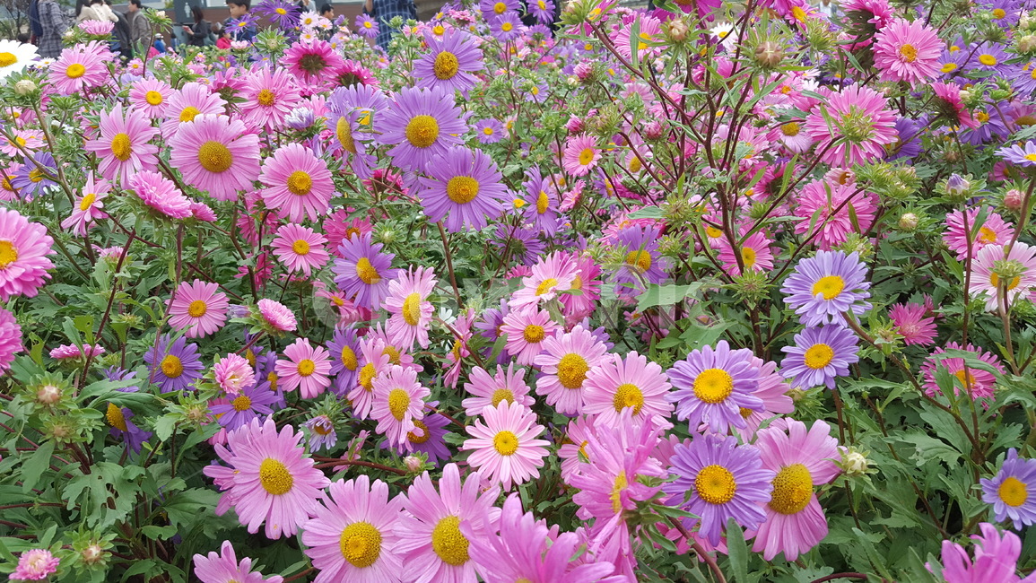 가을,꽃,가을꽃,보라색,꽃추제,식물,자연,plants,nature,꽃,flower