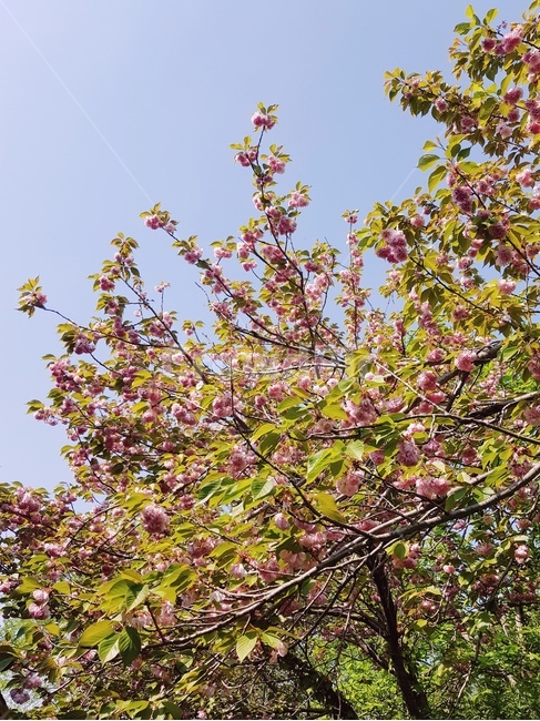 꽃,봄,나무,여름,plant,꽃,flower