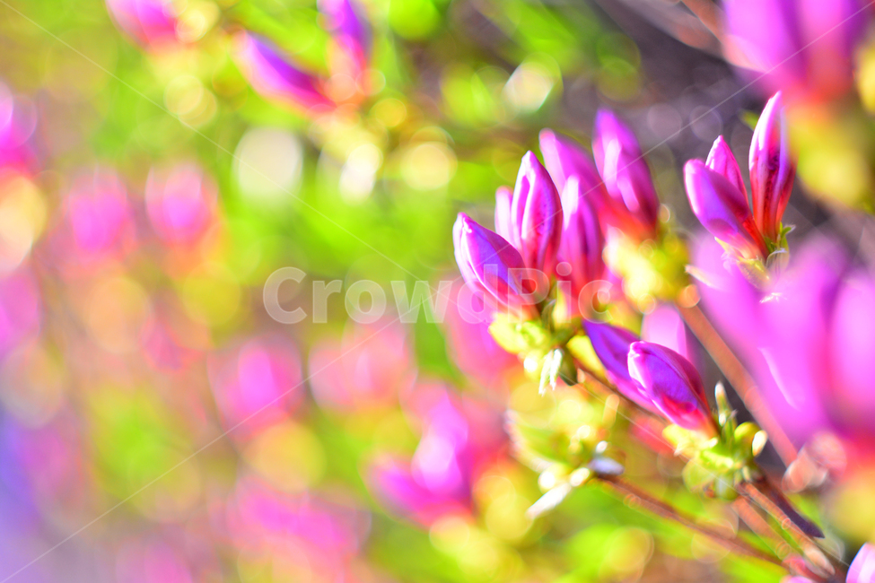 철쭉,봄꽃,감성,봄이미지,보케,꽃,분홍색,핑크색,나무꽃,flowers,spring,season,계절,시즌,꽃송이,꽃망울,접사,마크로,pink,꽃봉오리,feeling,emotion,느낌,분위기,배경,백그라운드,우리꽃,예쁜,뷰티풀,beautiful,봄,계절,spring,season,식물,자연,plants,nature,꽃,flower,plant