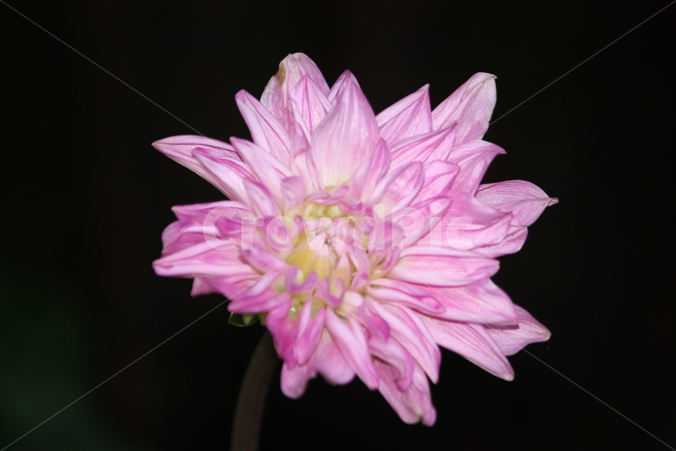 분꽃,중딩,캐논,아파트화단,설날,식물,자연,plants,nature,꽃,flower