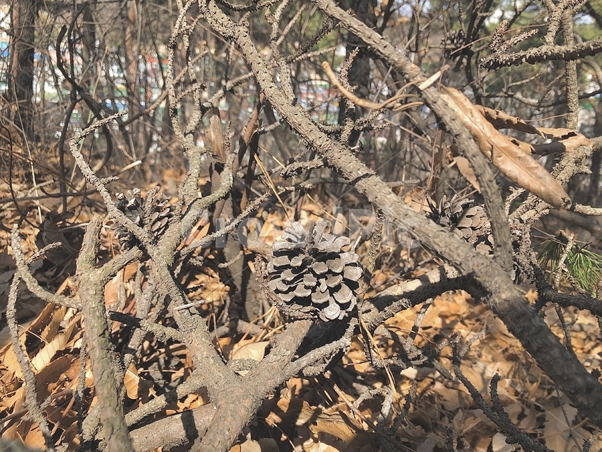 나무,산,자연,솔방울,나뭇가지,natural,tree,갈색,brown,봄,가을,spring,fall,나무,trees,wood
