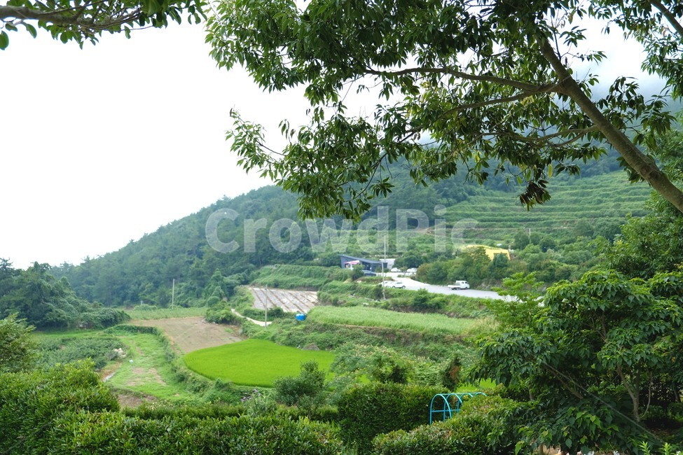 풍경,산,나무,잔디,녹색