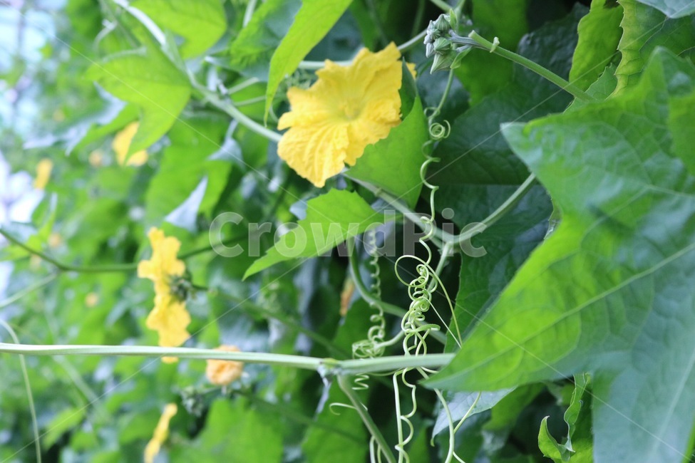 꽃,식물,자연,호박꽃,노랑,초록,flower,hana,plants,shokubutsu,nature,pumpkinflower,kabochanohana,yellow,kiiro,green,midori,식물,자연,plants,nature,꽃,flower