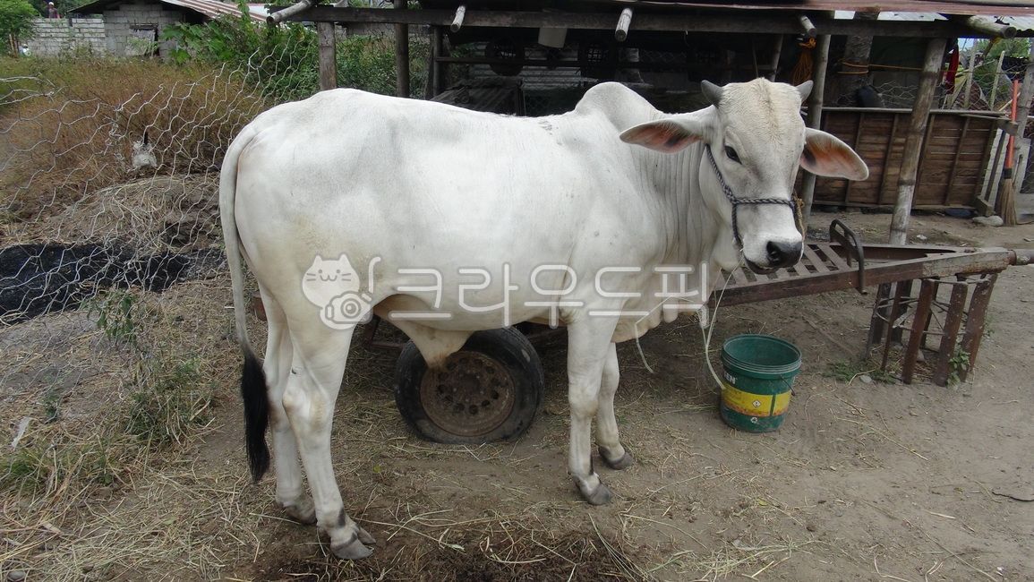 가축, cattle, 소, cow, 동물, 사진,이미지,일러스트,캘리그라피 - Solomon작가