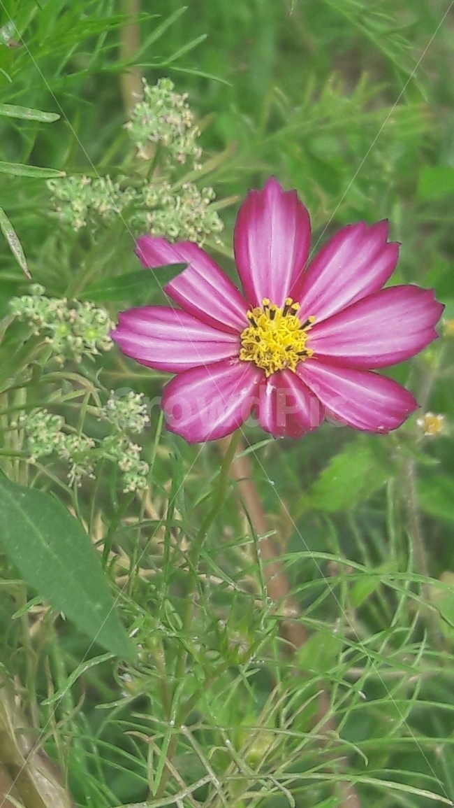 꽃,코스모스,빨강,노랑,초록,가을,계절,fall,autumn,season,식물,자연,plants,nature,꽃,flower,plant