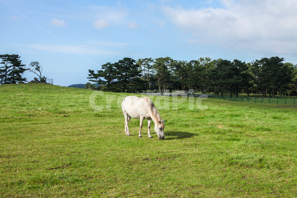 제주,제주도,초원,잔디,하늘,구름,나무,초록,말,자연,풍경,nature,landscape,제주도,jeju,jeju island,동물,animal,포유류,mammal,산업,industry,industrial,목축업,목장,livestock farming,ranching,pasture,field,들,grassland,목초지,outdoors,옥외,rural,농촌,farm,농장,meadow,ranch,grazing,방목