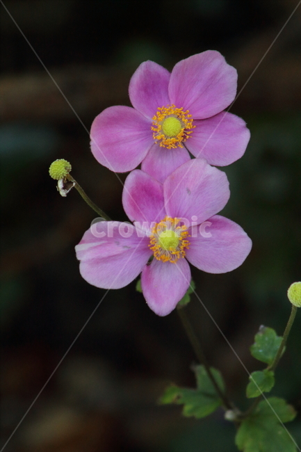 대상화,추상국,꽃,식물,anemonehupehensisvarjaponica,식물,자연,plants,nature,꽃,flower