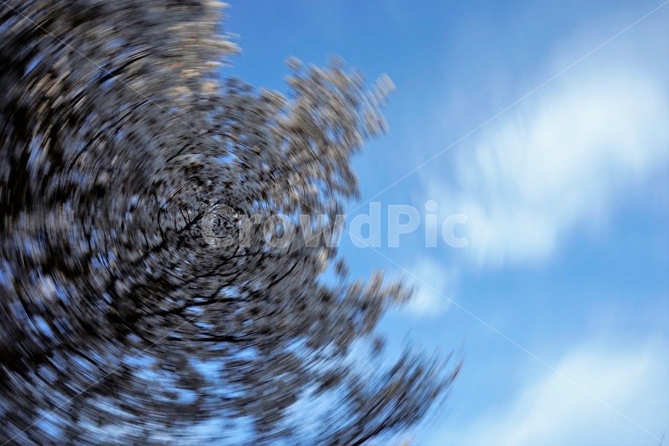 벚꽃,봄,벚나무,자연,하늘,꽃,cherrytree,blossom,spring,봄계절,감성,봄벚꽃