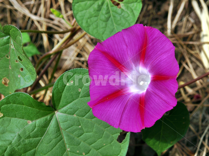 나팔꽃,금령,초금령,메꽃과,식물,꽃,식물,자연,plants,nature,꽃,flower