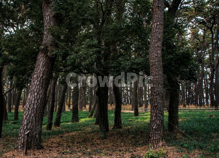 숲,나무,초록색,소나무,갈색,자연,풍경,nature,landscape,tree,plant,식물,tree trunk,나무 줄기