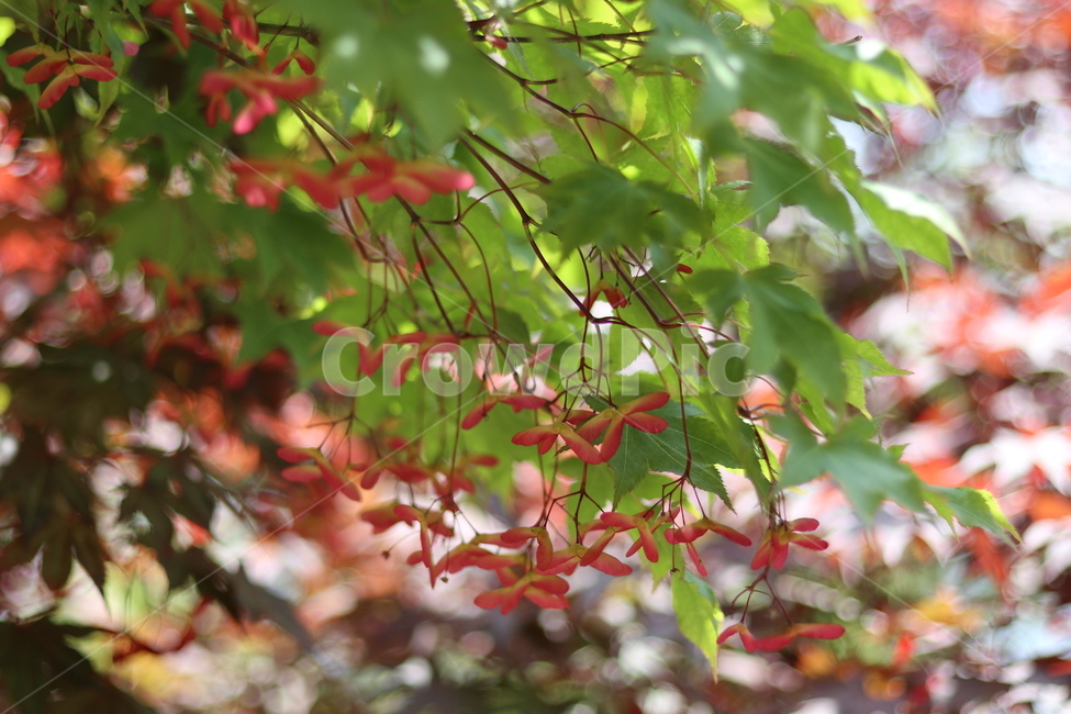 단풍나무,단풍씨앗,5월,빛,맑음,식물,자연,plants,nature
