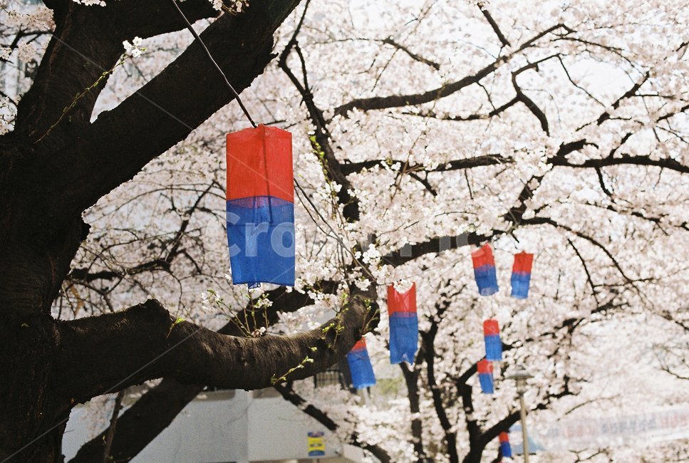 청사초롱,벚꽃,봄,필름카메라,필카,봄꽃