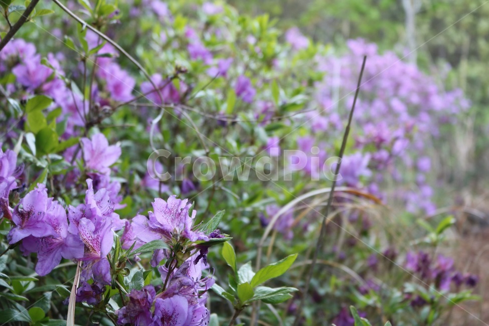 꽃,flower,blossom,식물,geranium,식물,자연,plants,nature,꽃,flower