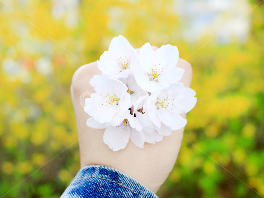 벚꽃,봄,꽃놀이,spring,flower,봄꽃,벚꽃놀이,손,hand,cherryblossoms,계절,plants,봄,계절,spring,season,꽃,flower,감성,sensible,feeling,plant,식물