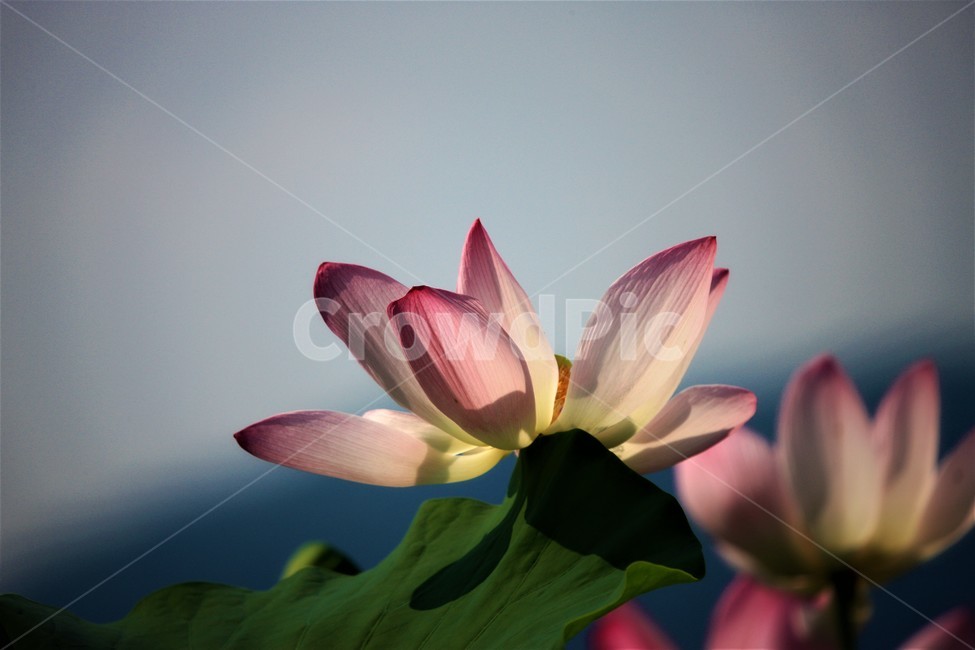 식물,연꽃,꽃,flower,flowerage,식물,자연,plants,nature,꽃,flower