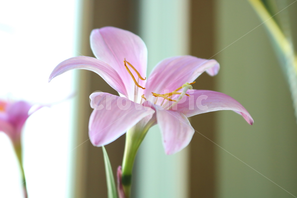 꽃,난,제피란테스,식물,나도사프란,수선화과,나도사푸란,자연,관상용,식물,자연,plants,nature,꽃,flower