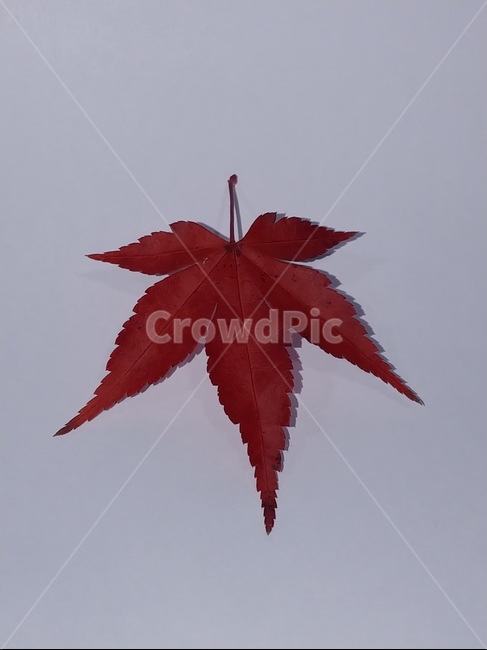 가을,단풍,나뭇잎,단풍잎,낙엽,잎,leaf,식물,나무