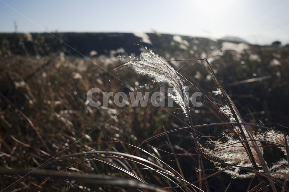 plant,식물,grass,잔디,억새,억새풀,들판,nature,자연,옥외,outdoors,reed,갈대