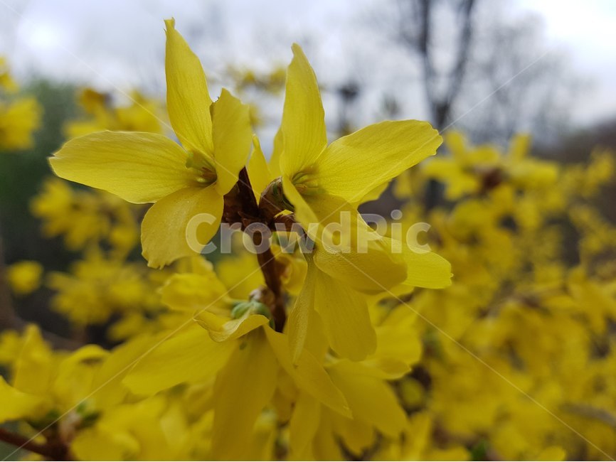 봄,개나리,노랑,생기,spring,yellow,forsythia,bright,봄,계절,spring,season,식물,자연,plants,nature,꽃,flower,plant,blossom