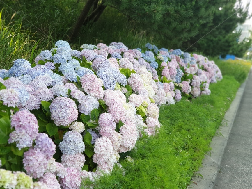 수국,plant,식물,수국길,수국꽃